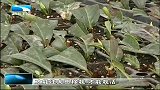 湖北新闻-20120325-鹤峰:薇菜田头来了农技直通车