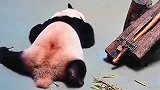 熊猫：要找个舒服的睡姿，还挺难的！
