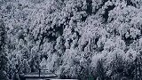 天子山的雾松拍不完