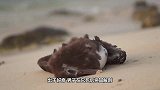 海边发现一只异常死鸟，男子将其肚子剖开，瞬间就泪目了
