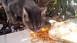 流浪猫吃面条，一看就知道这只猫不挑食，好养活