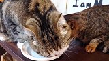 在一起吃饭的猫咪，这头对着头的样子，像极了爱情！