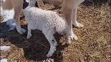 狗狗当起“羊妈妈”给羊羔喂奶世间万物唯母爱没有界限