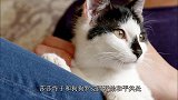 完结撒花，小奶猫们慢慢长大，开始步入生命的下一段旅程了