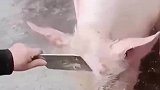 二师兄真是太惨了，死猪真不怕开水烫