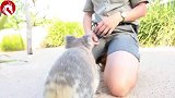 乖巧考拉要抱抱，心都化了