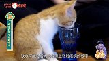 你的猫咪也不爱喝水？反正我就这样治它