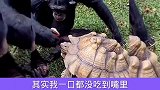 搞笑方言配音：猩猩喂乌龟吃苹果，这对话真是太幽默了！
