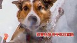 搜救犬发现幸存者时的表情 狗子：我来救你了，别害怕 娱乐播报台