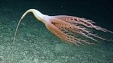 索罗贝鲁拉海笔海洋生物的神奇