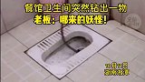 餐馆卫生间，突然钻出一物，哪来的大蛇懵了