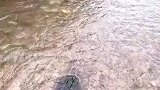 乌龟在水中游，没想到祸从天上来，这就是跑得慢的坏处