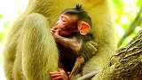 猴子：动作萌的一塌糊涂，真可爱