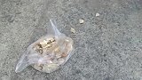 养他的大爷走了好几年了，经常看他趴路边饿的一动不动！