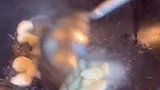 来啦，兄弟们，今天做一道家常炒小海鲜