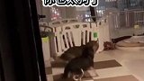 两只正在转圈圈的狗子