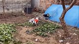 刚回村的斗牛犬和土狗面面相觑，强龙也难压地头蛇