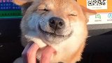 谁家还没有个小可爱了！