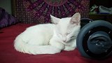 卧在毯子上的小白猫咪，看这呆萌的样子，真是无敌可爱了！