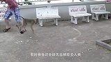 男子走在路上，一只猴子突然踢他一脚，男子差点要怀疑人生