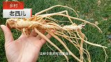 农村小伙菜园种植中草药黄芪，一斤能卖25元，全套技术分享