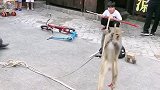 猴子踩高跷