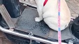 狗子：我好了，你快开车带我去兜风啊！