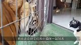 老虎第一次见猫咪，抬手就是一巴掌