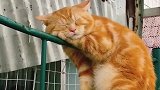 猫：烦不烦呀，别打扰我睡午觉！