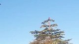 家长外出打工，熊孩子直接爬到树顶玩耍