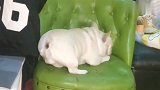 每次一和斗牛犬吵架，斗牛犬就生气成这样，脾气太大了
