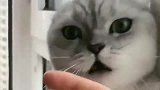 狸花猫的脾气真不好，主人说他坏话它就咬主人