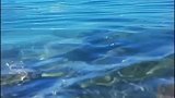 羊湖三大圣湖之一羊卓雍措