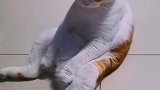 猫：天天坐在家里，真的好无聊呀！