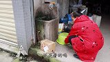 米饭哥领养了一只流浪猫，连鱼都不吃，不知道能不能抓老鼠