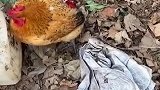 我家鸡被啃掉半个身子