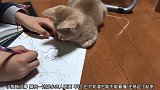 猫咪不让女孩好好画画，铅笔被猫用爪子拍了一下，就画错了