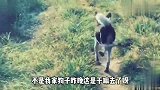 狗子一晚上没回家，然后就变成这样走路了