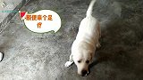 狗狗听到洗澡就耍赖 这只拉布拉多一洗澡就兴奋 不愧是水猎犬