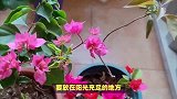 三角梅的养殖方法和注意事项