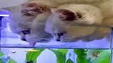 狸花猫喝水非得跑到鱼缸来，看来是动机不纯啊