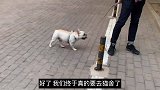 习惯了一起生活的小动物分开后会变成什么样子