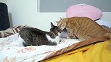 两只肥猫打架,打五秒休息十秒,太萌了!