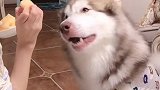 养一只会说话会撒娇的狗子