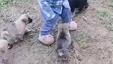 小男孩被一群小奶狗围住了
