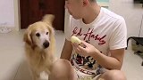 主人买了金毛艾迪最喜欢吃的榴莲，汪星人的反应太逗了