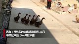鸭鸭结伴去河边早出互相等待晚归依依不舍 全国网友操碎了心