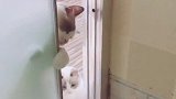猫：主人你在厕所干啥呢，是不是又在偷吃了！