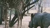犀牛被一脚踹跑，太滑稽了