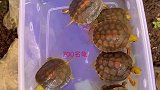 含金量比金钱龟还要高级的“金头闭壳龟”苗！